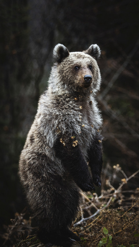 Brown Bear Standing screenshot