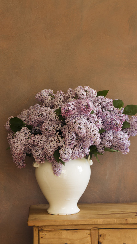 Potting method of beautiful lilac 9 screenshot