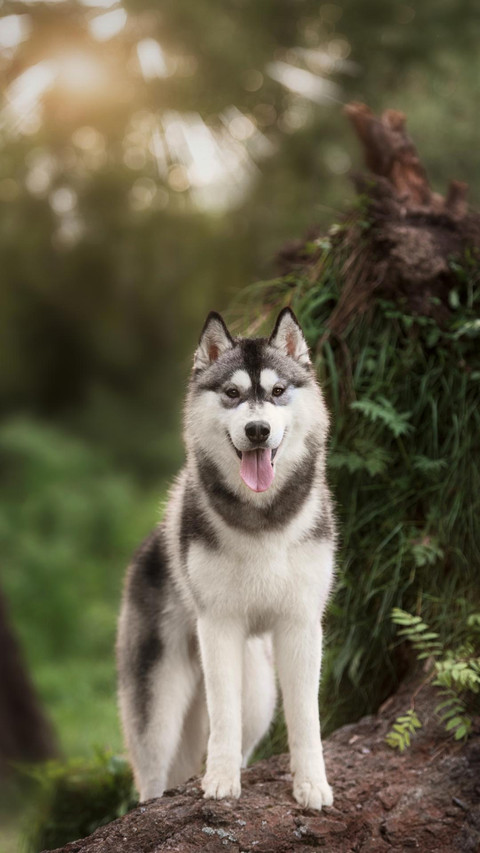 Dog122 screenshot