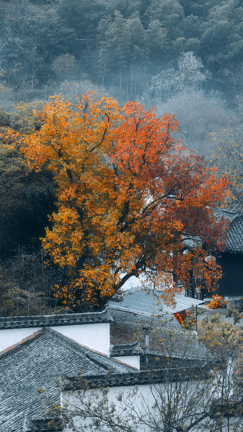 寻找最美秋天：黄山 screenshot