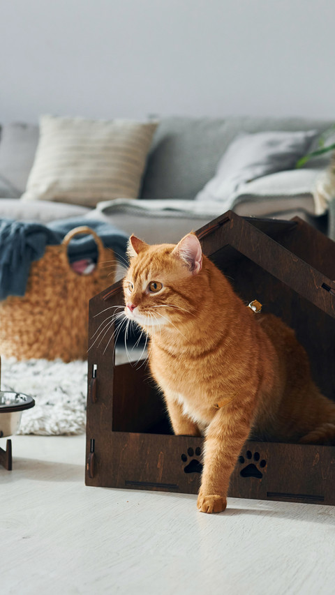 A Cute Cat Playing in Pet Booth  Indoors screenshot