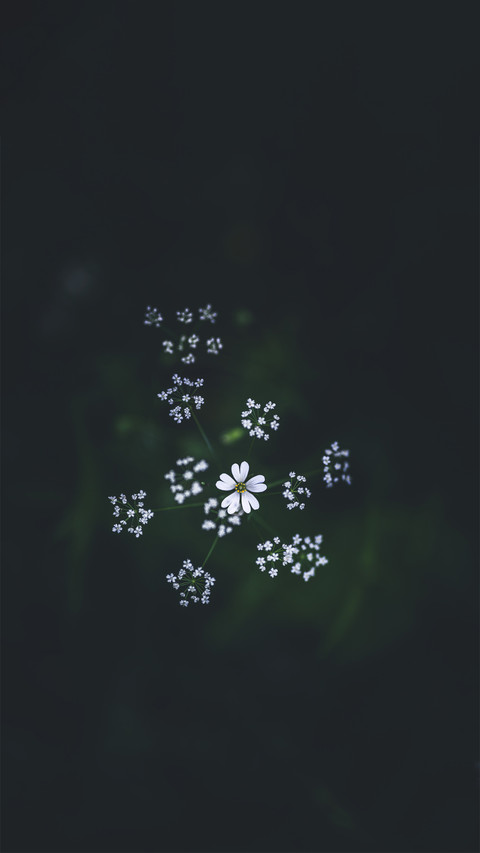 春分-拍信图库 screenshot