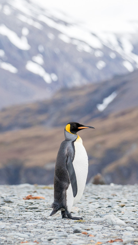 A Penguin Stood Blankly on The Ground screenshot