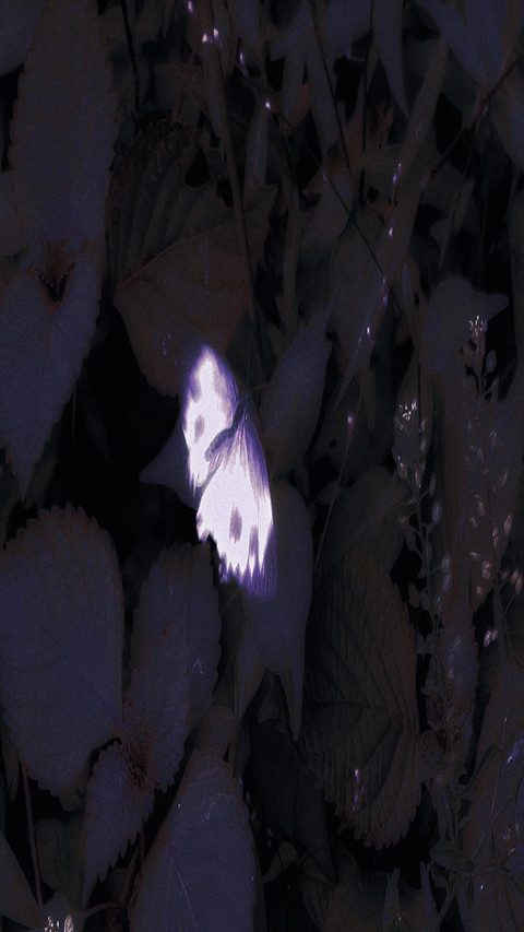 Luminous butterfly screenshot