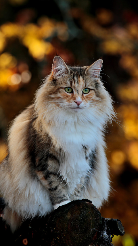 A Long-haired Cat Looks Serious screenshot