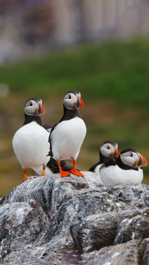 Cute animals-0 screenshot