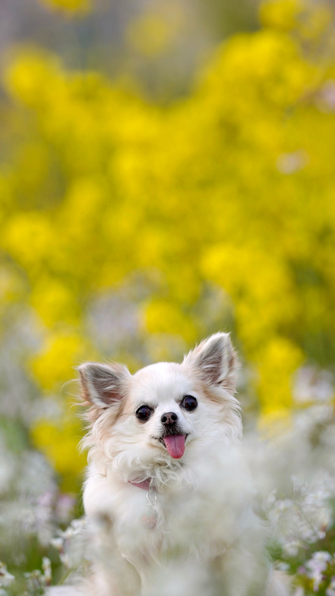A small chihuahua surrounded by rape blossoms screenshot