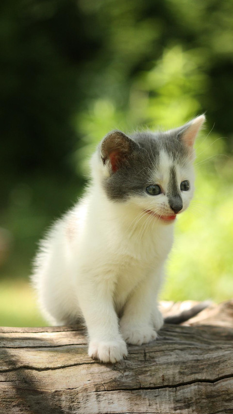 Pet cat80 screenshot