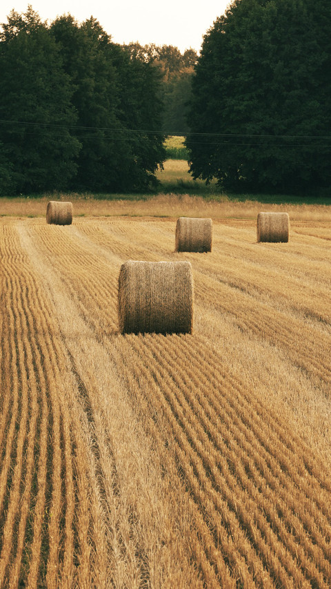 Polish field haystack landscape screenshot