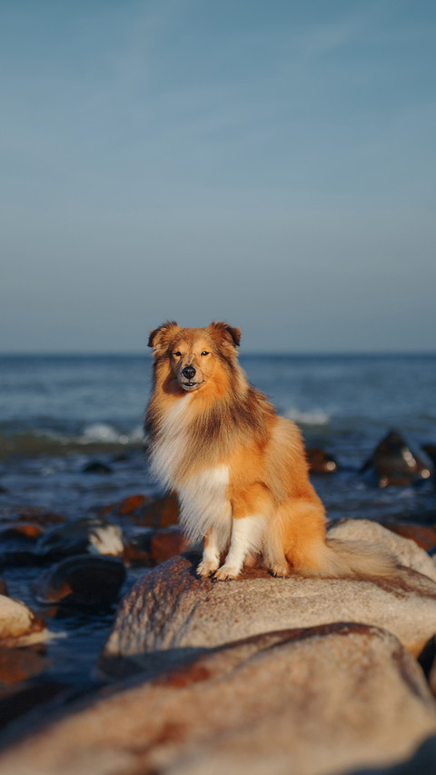 Dog on the sea stone screenshot