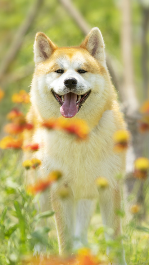 Are human teeth inferior to animals 9 screenshot