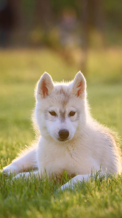 Dog287 screenshot