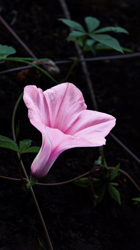 The limitedtime flowers in the corner screenshot