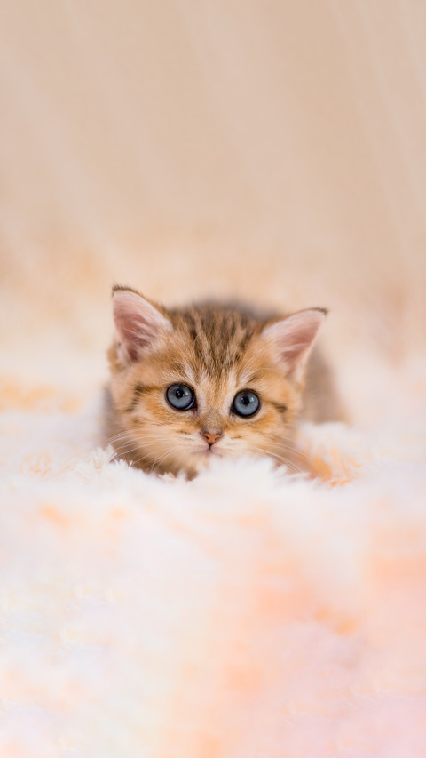 Kitten cat scottish straight, lop-eared fluffy, animal screenshot