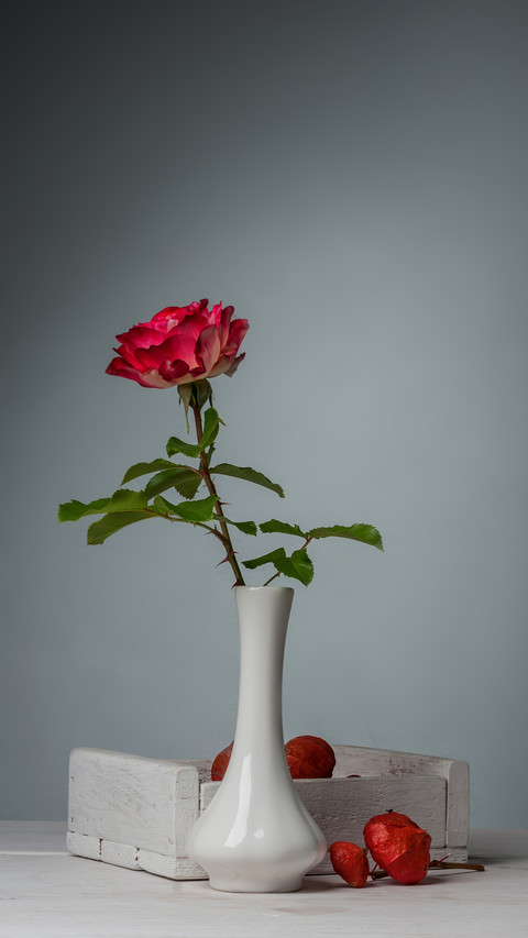 How to raise roses at home 4 screenshot