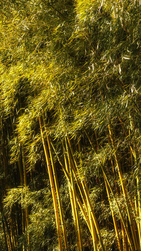 Deep in the bamboo forest screenshot