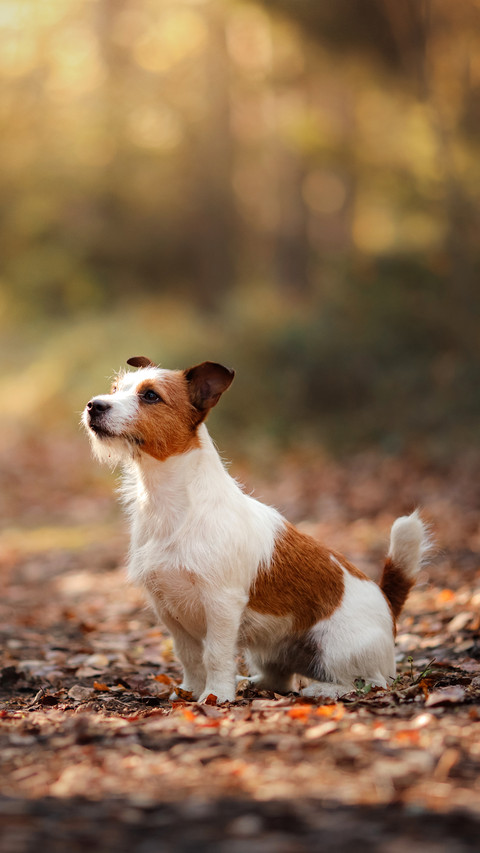 Cute Dog Sitting on The Ground screenshot