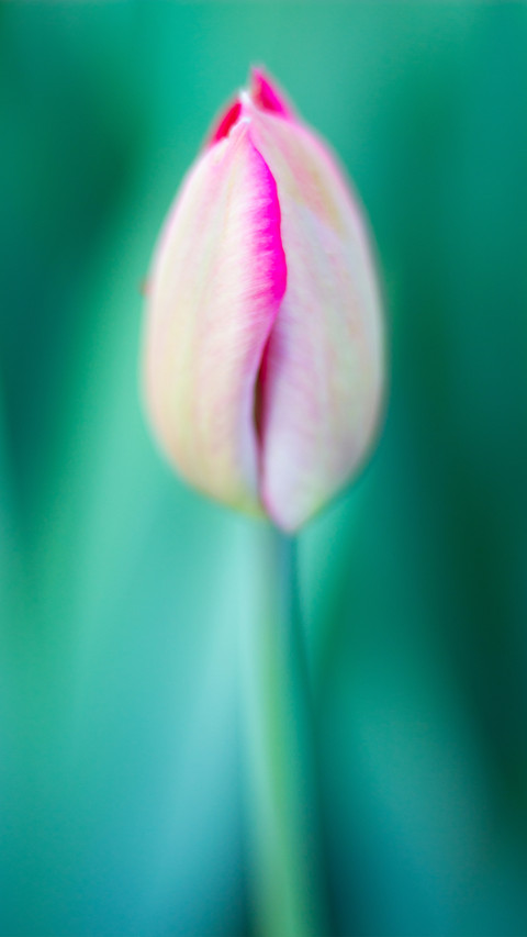 Spring screenshot