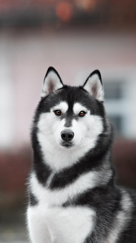 Dog264 screenshot