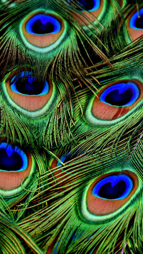 peacocks_feathers_patterns_118604_1080x1920 screenshot