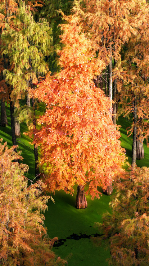 The metasequoia glyptostroboides in the lake in autumn screenshot