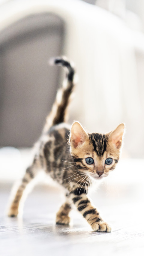 Bengalkatze Bengal Katzen Kitten Cat screenshot