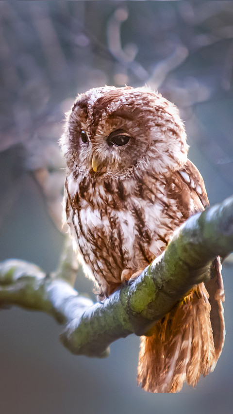 Owl You Need (2) screenshot