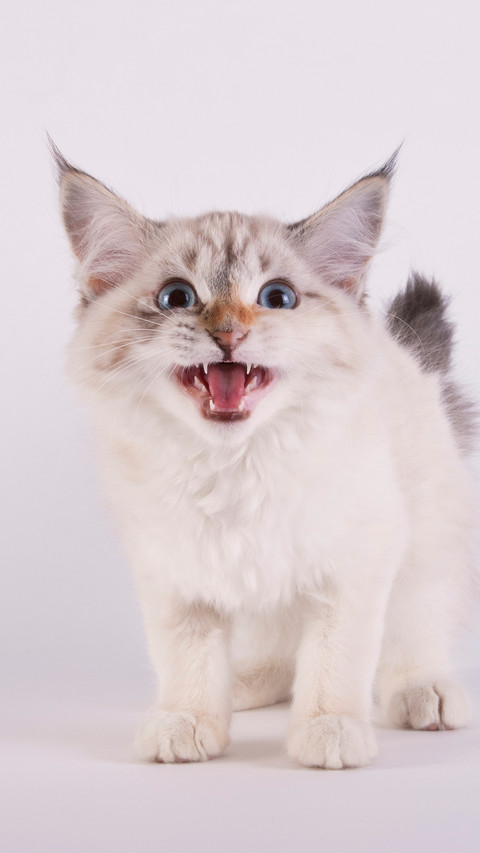 Angry kitten screenshot