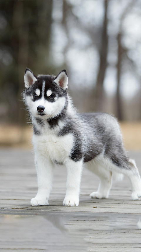 Dog326 screenshot