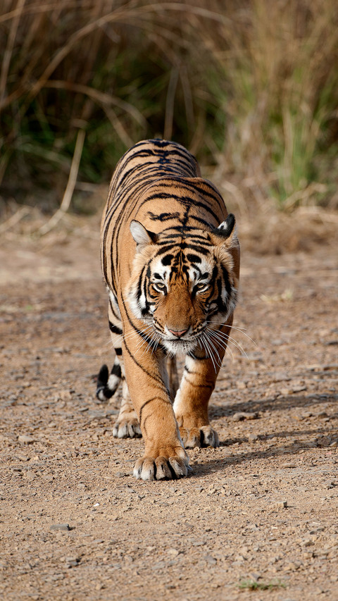 If the tiger goes to Africa 31 screenshot