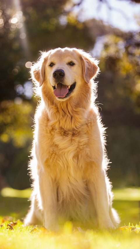Dog (12) screenshot