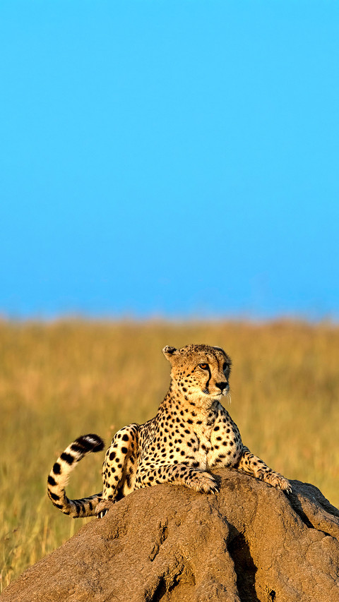 Cheetah lying on a rock in morning sun screenshot