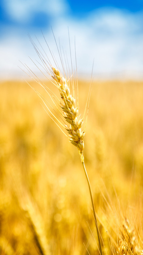 风吹麦浪芒种时 screenshot