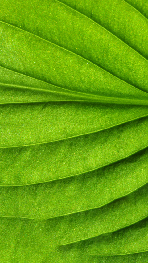 Plant1 screenshot