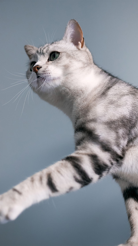 Indoor american shorthair cat screenshot