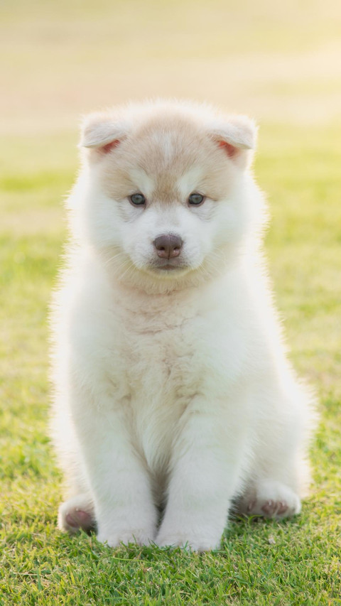 Dog337 screenshot