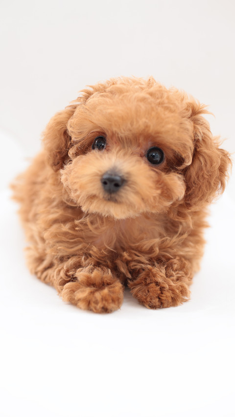 “泰迪熊式” 贵宾犬 screenshot