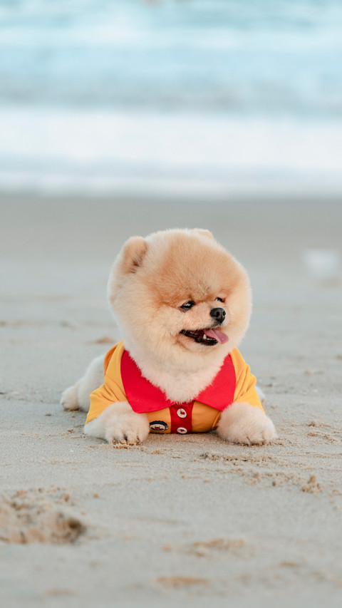 Do you need to dress the dog screenshot