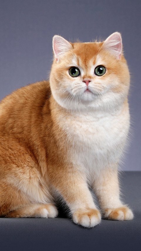 British shorthair cat with a blue and purple background screenshot