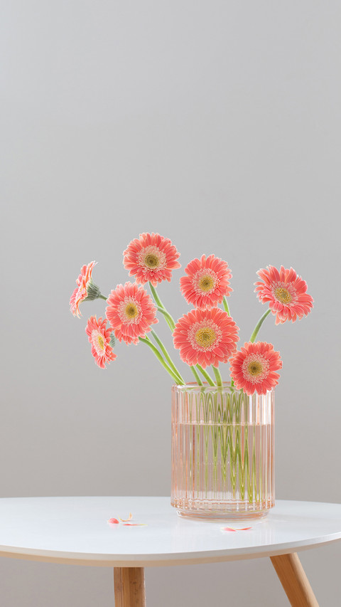 Pink gerber in glass pink vase on white modern table screenshot