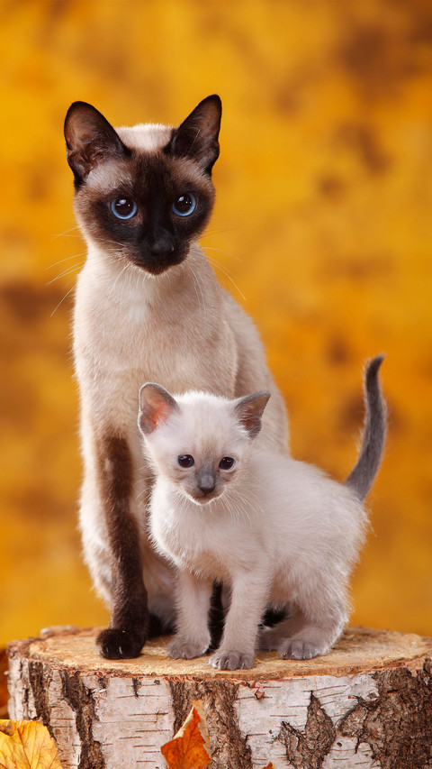 A siamese cat with a kitten screenshot