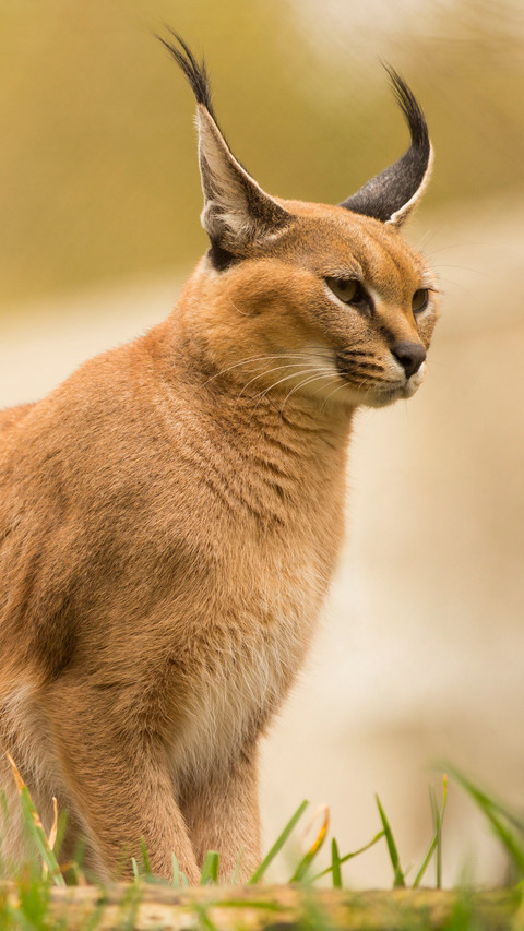 Portrait of caracal portland oregon usa screenshot