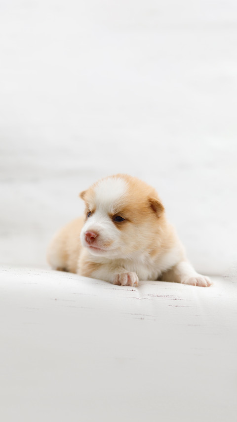 Puppy on a white couch in a warm, well lit home screenshot