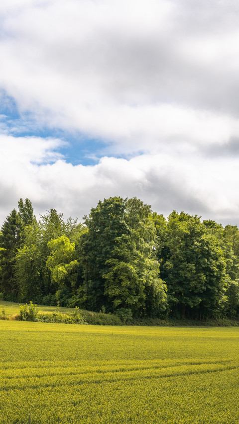 Summer Country Scenery screenshot