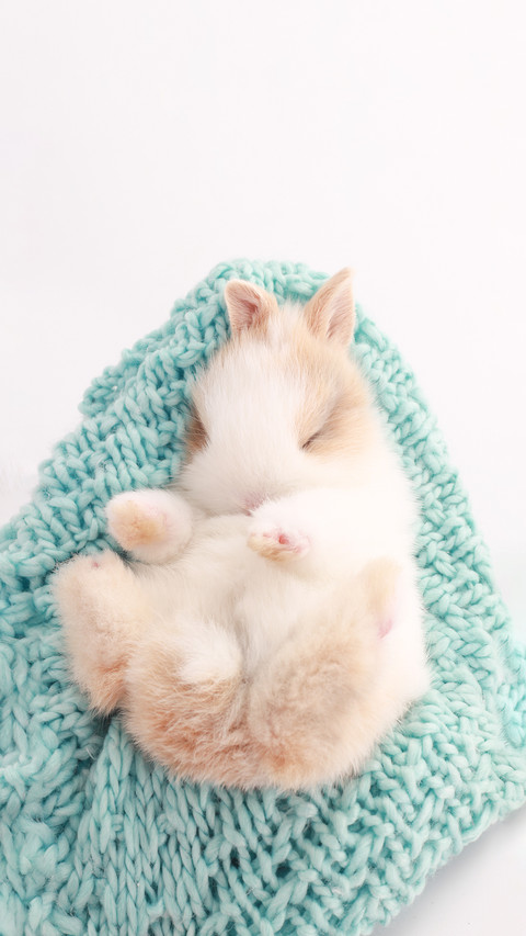 Little Cute Baby Rabbit with Small Brown Ears screenshot