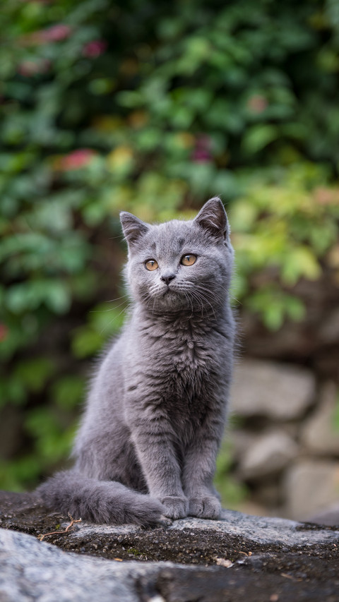 Cat screenshot