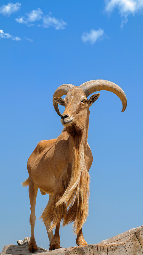A grumpy goat 69 screenshot