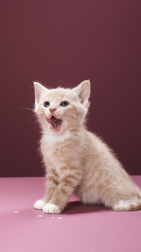 A cats beard can talk 70 screenshot