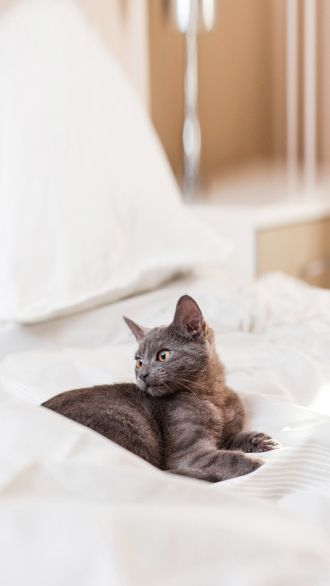 Kitten in bed screenshot