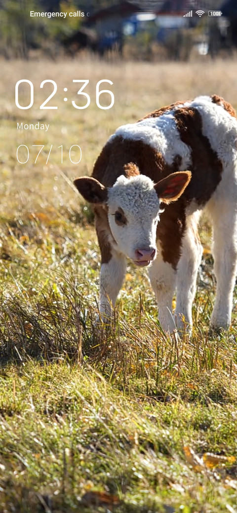 Niu Niu eats grass screenshot